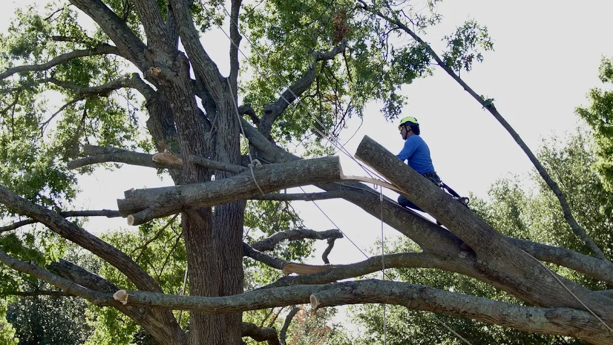 Professional Crown Thinning performed by certified arborists in Dania